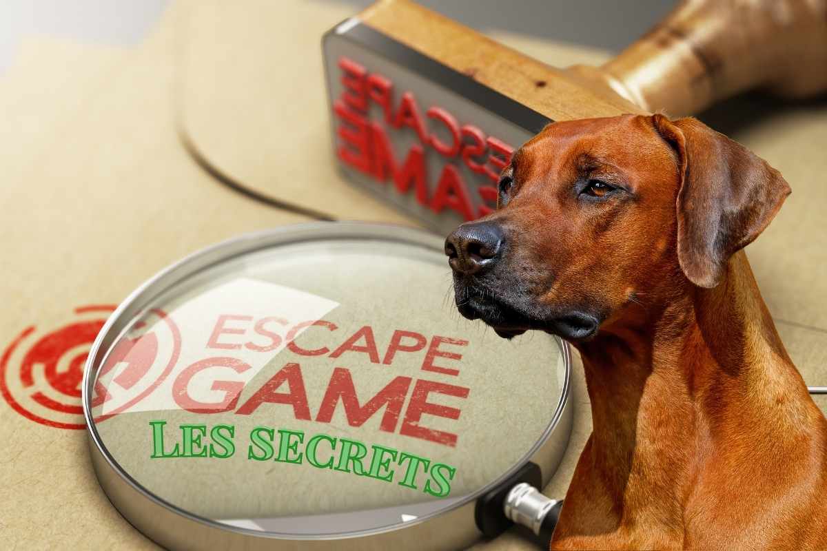 chien prêt pour commencer Les Secrests, un escape game en Loire-Atlantique