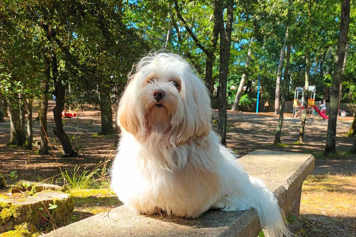 chien assis sur un banc découvrant le parc de Quimiac en Loire-Atlantique