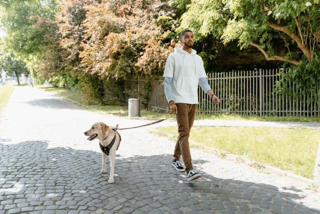 Homme promenant son Labrador en laisse lors d'une balade