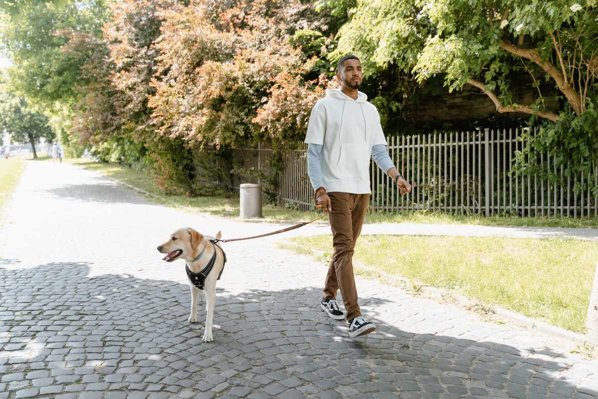 Homme promenant son Labrador en laisse lors d'une balade