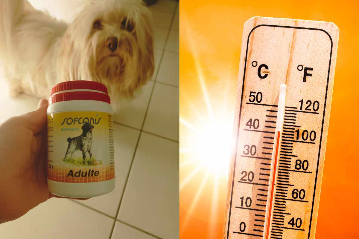 femme tenant les compléments minéraux vitaminés devant son chien lors de fortes chaleurs