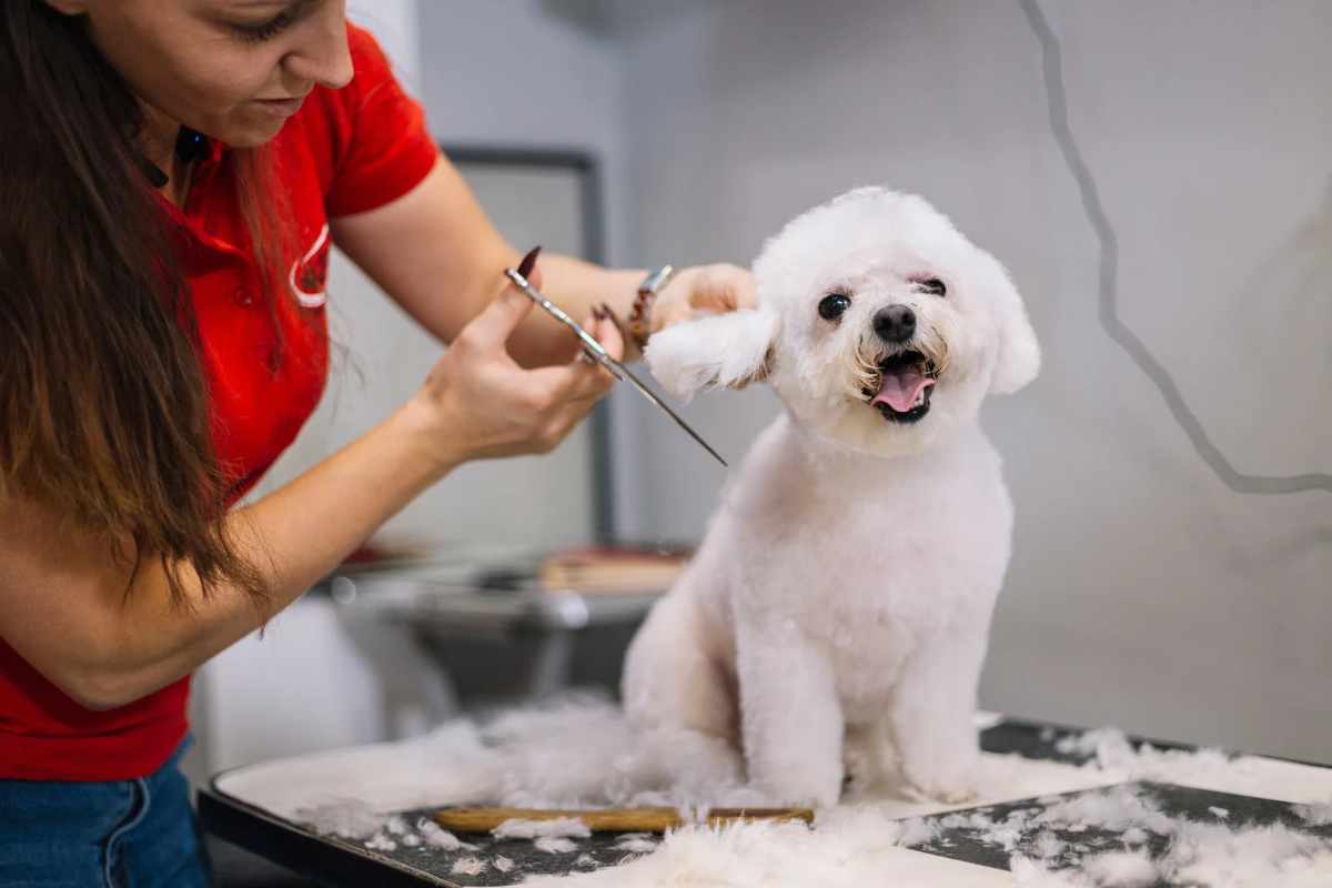 Toiletteurs pour chiens en Loire-Atlantique