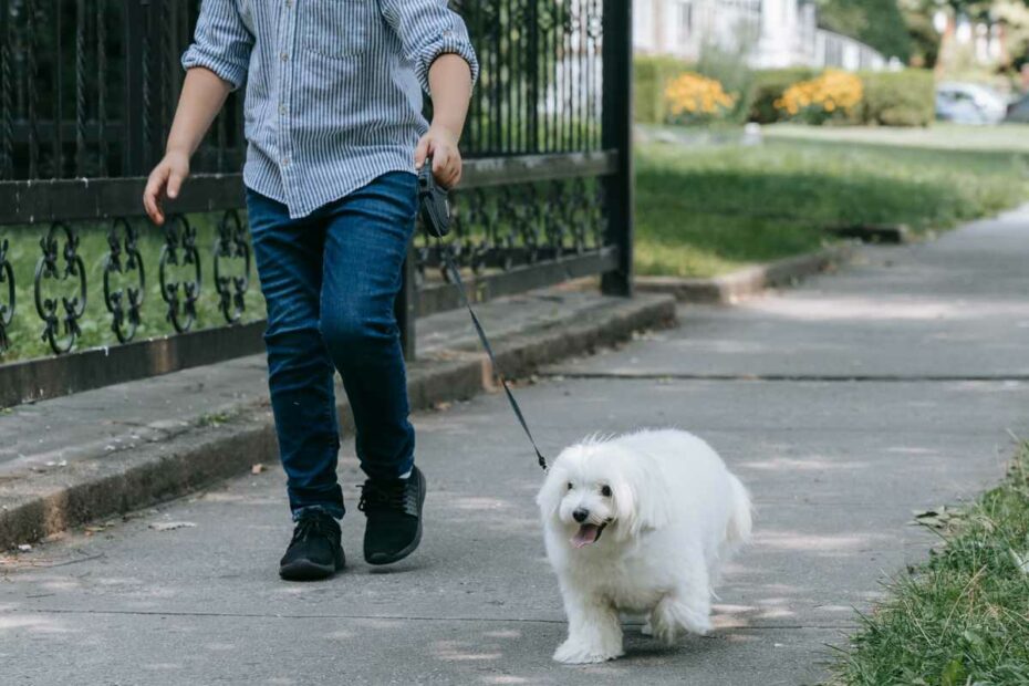 chien se promenant avec son petsitter en Loire-Atlantique