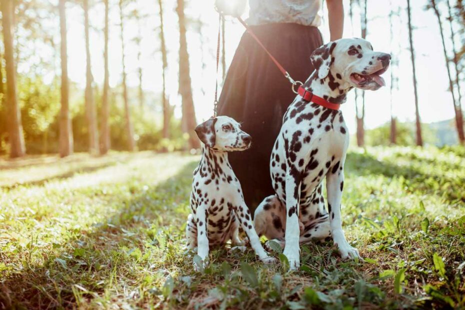 deux chiens avec leur petsitter en balade vers le centre de bien être sur la baule