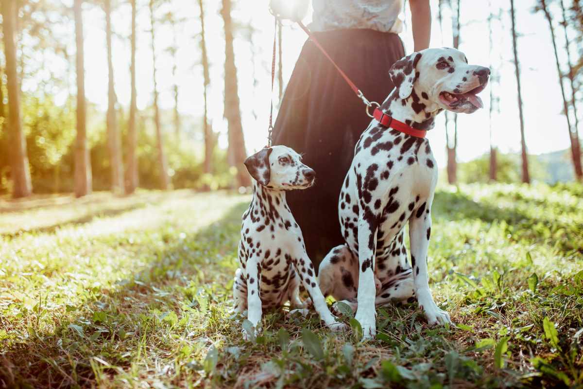 deux chiens avec leur petsitter en balade vers le centre de bien être sur la baule
