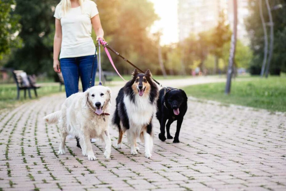 chiens en balade avec leur petsitter sur Pornic