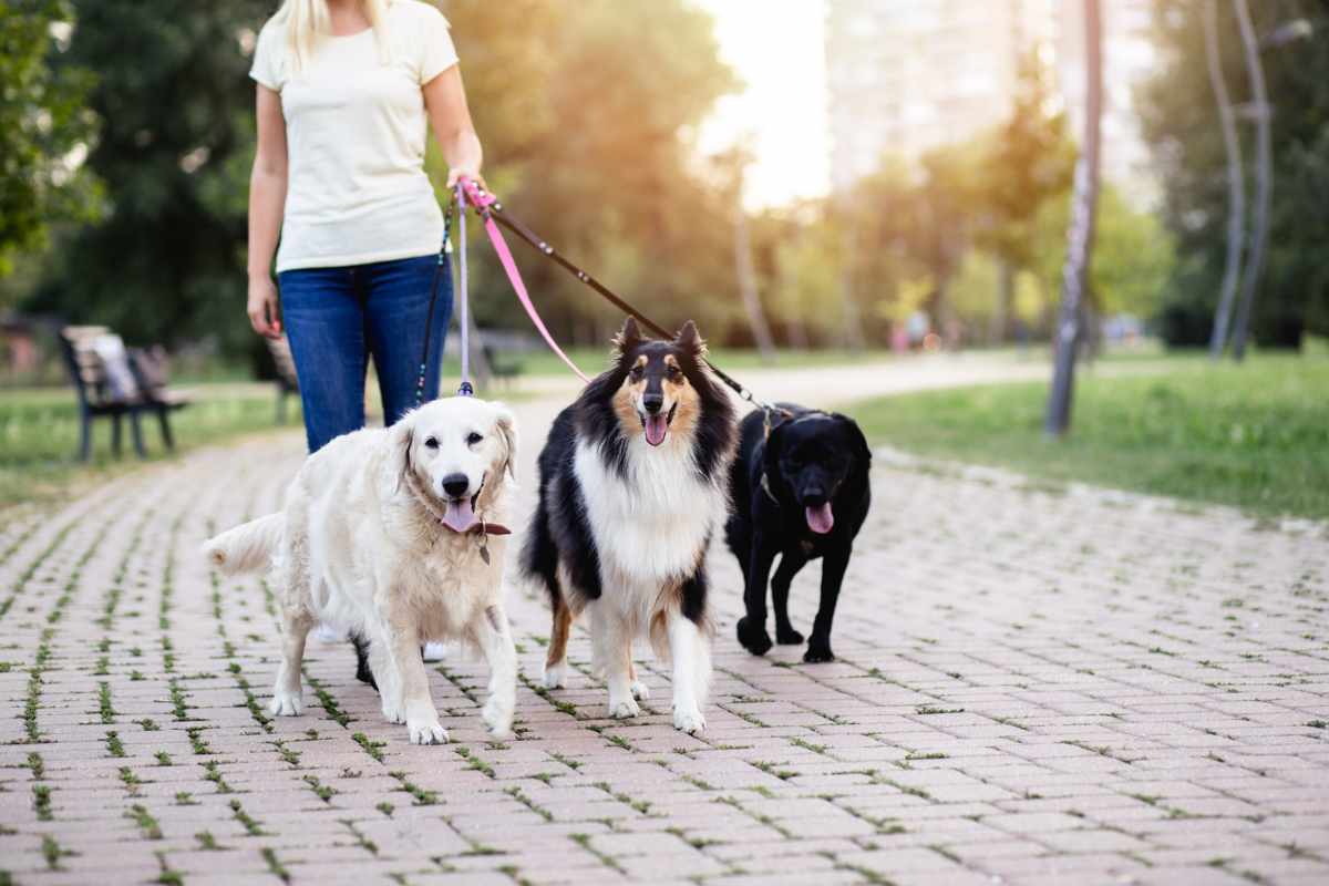 chiens en balade avec leur petsitter sur Pornic