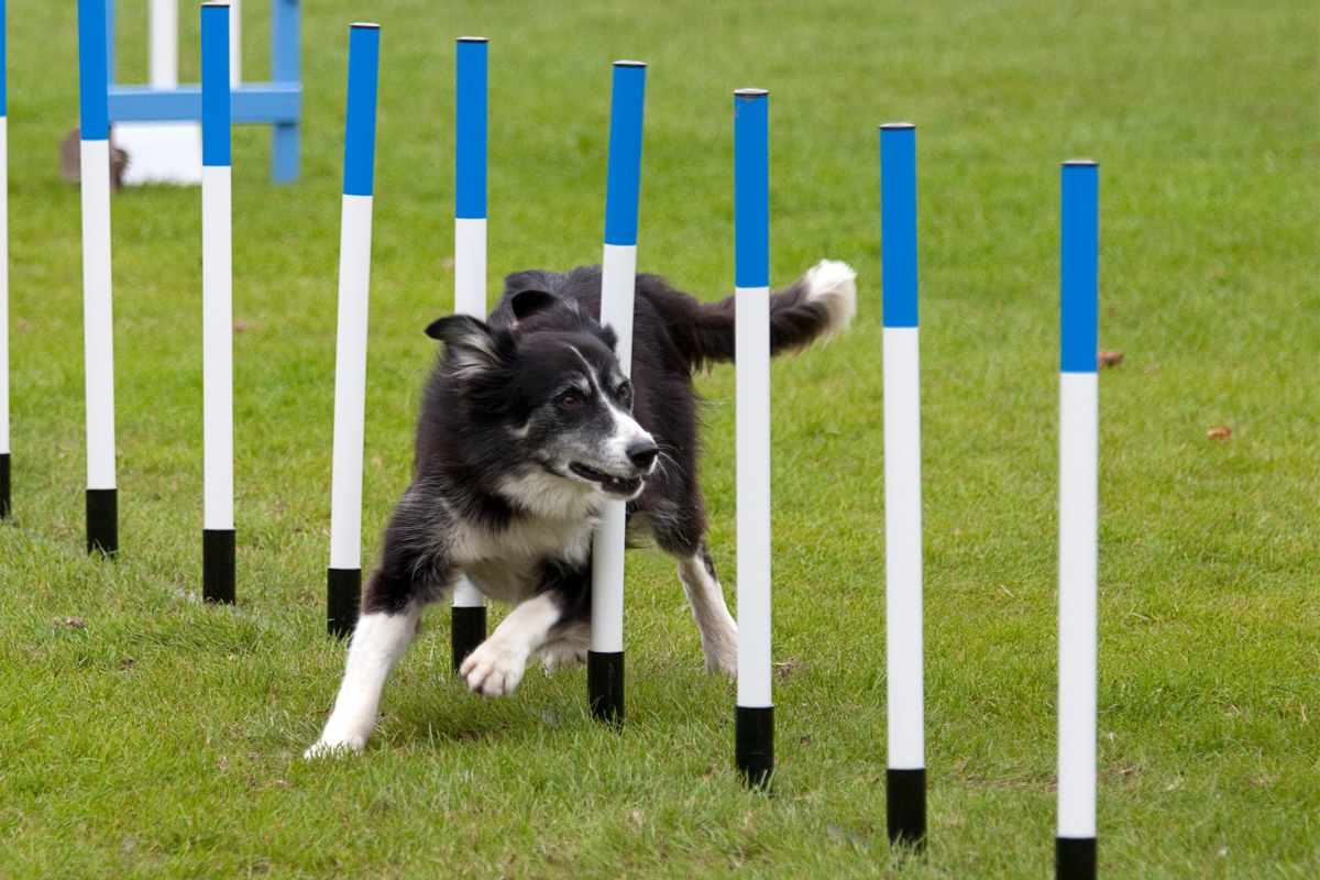 Chien slalomant entre des piquets lors d'une séance d'agility canine en Loire-Atlantique