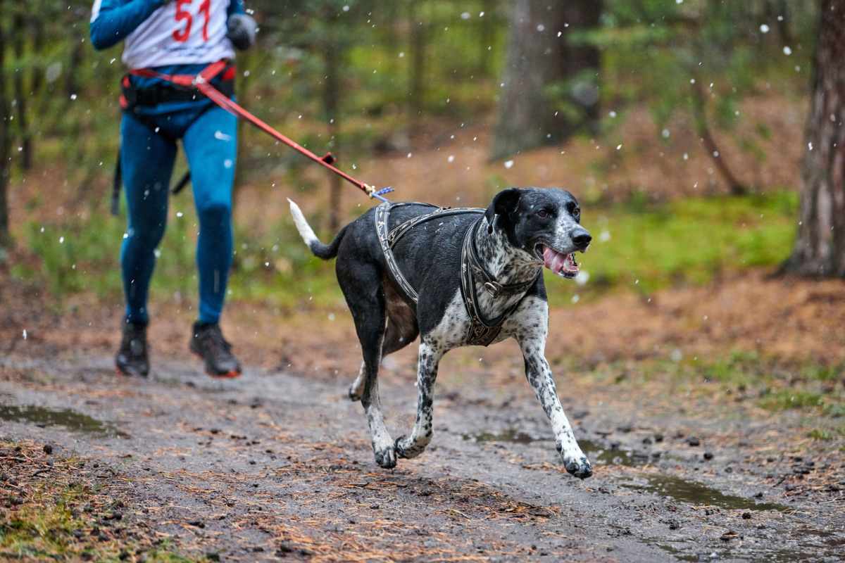 chien participant à une course de canicross avec son maître en Loire-Atlantique