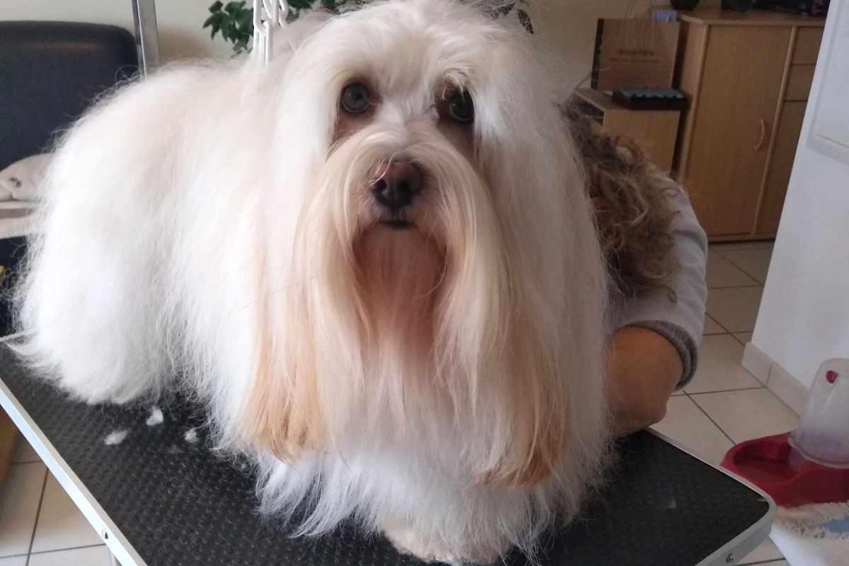 chien se faisant toiletté à domicile par beauté et pattes de coeur