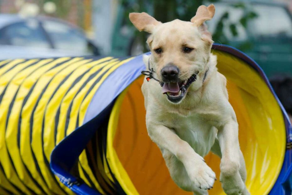 chien sortant d'un tunnel lors d'un parcours d'agility à Guérande