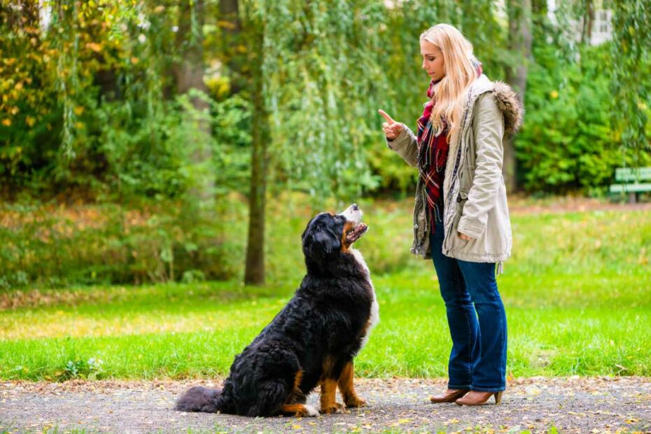 chien en séance d'éducation en Loire-Atlantique