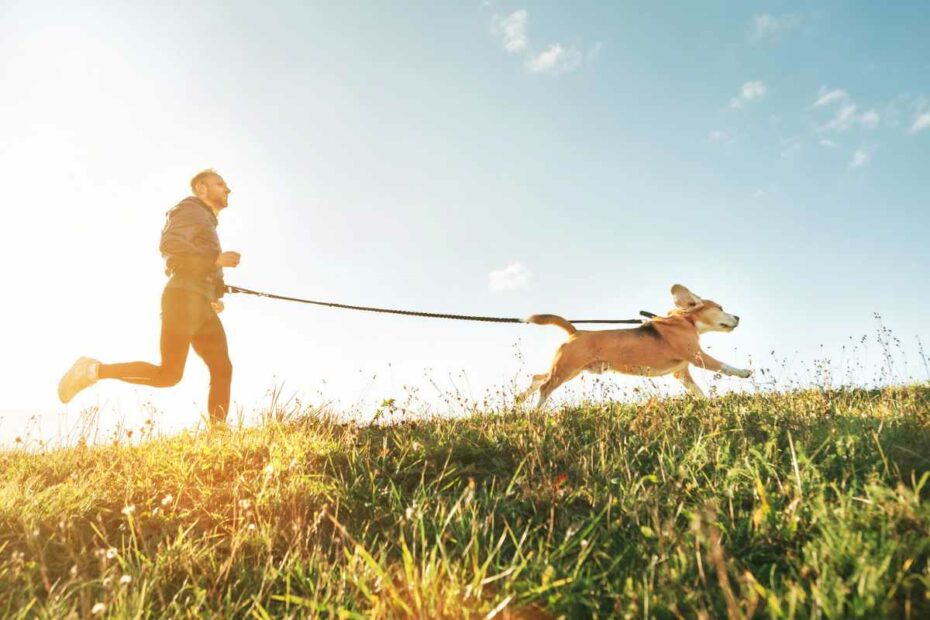 chien avec son maître découvrant le canicross