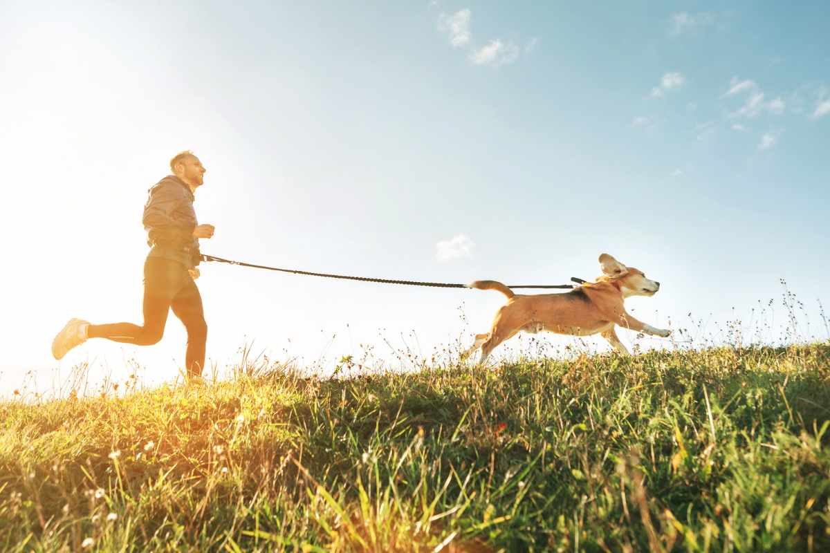 chien avec son maître découvrant le canicross