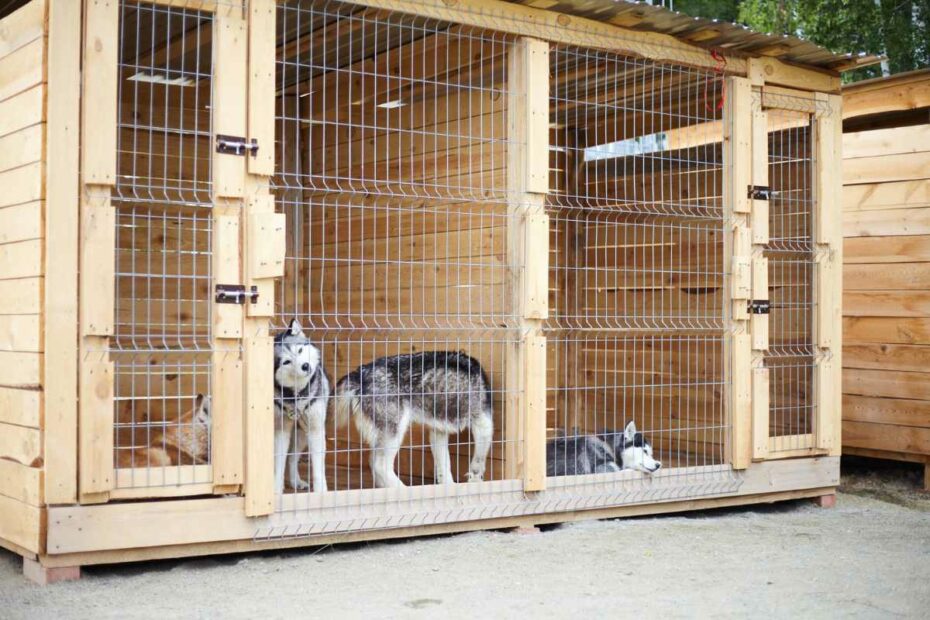 chiens dans leur box dans une pension canine à Herbignac en Loire-Atlantique