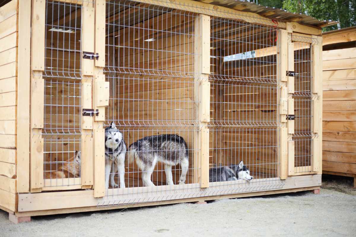 chiens dans leur box dans une pension canine à Herbignac en Loire-Atlantique