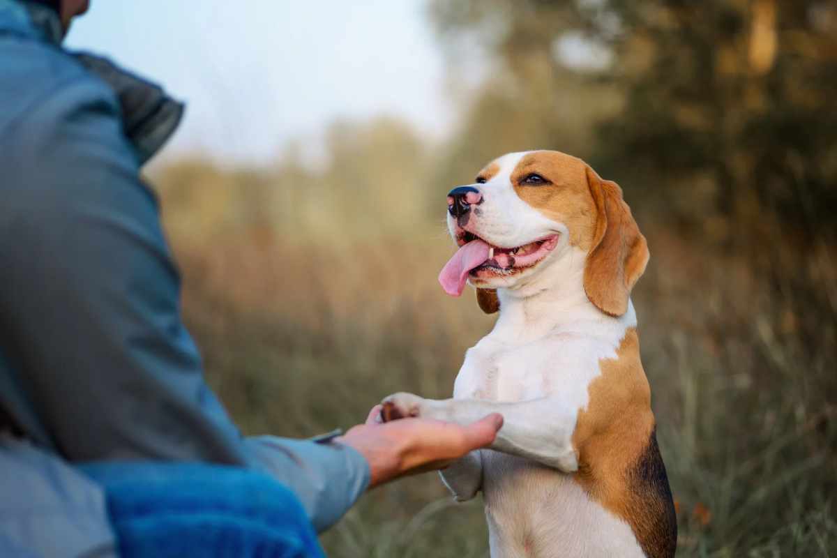 chien en séance d'éducation à Herbignac