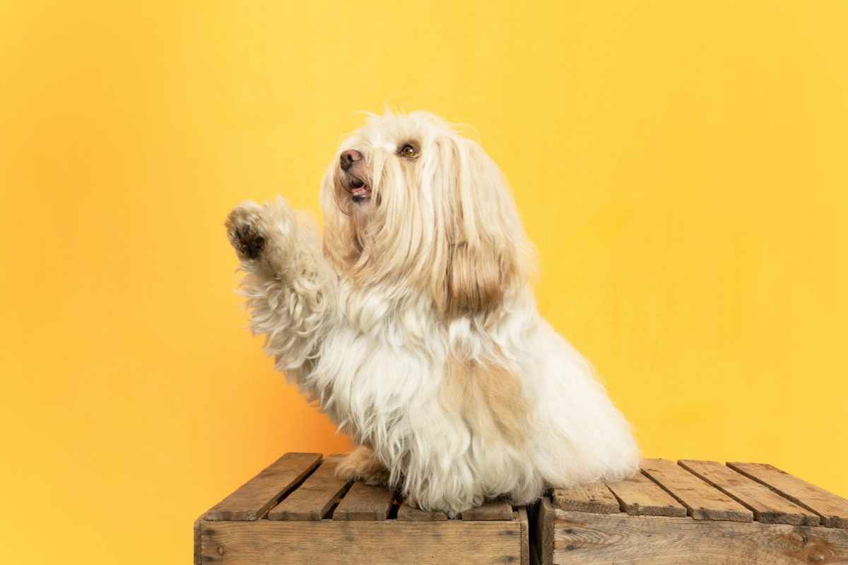 Portrait de Zitou tendant la patte pendant une séance photo animalière du photographe Au détour d'un Clic